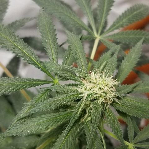 Gina growlog timeline photo