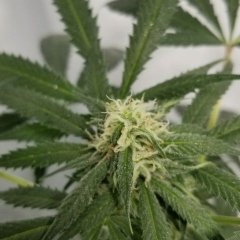 Gina growlog timeline photo