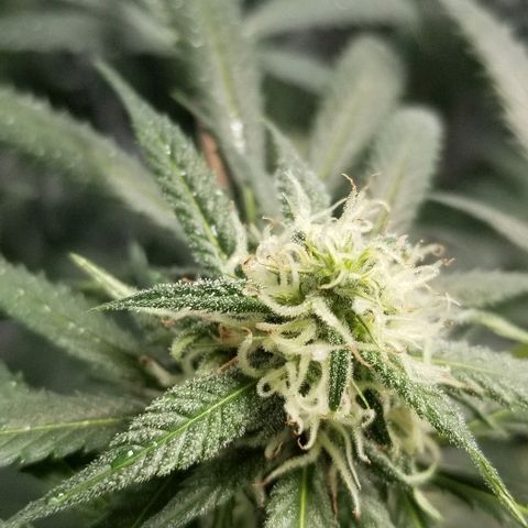 Gina growlog timeline photo