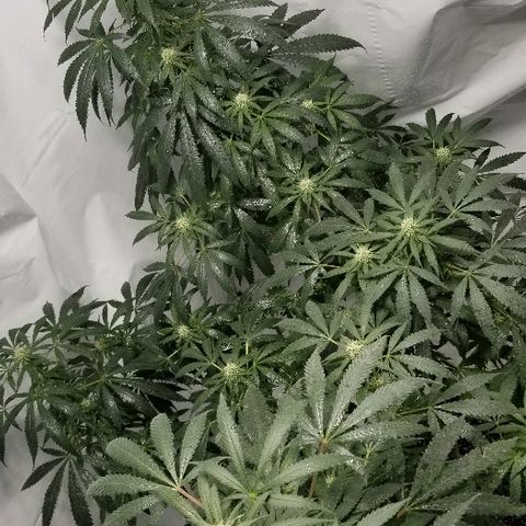Gina growlog timeline photo