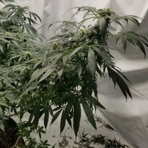 Gina growlog timeline photo