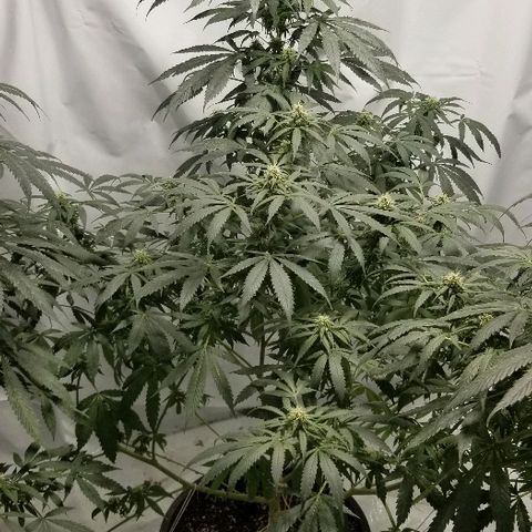 Gina growlog timeline photo