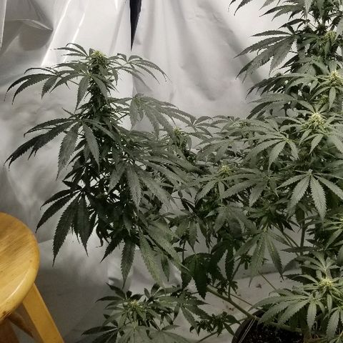 Gina growlog timeline photo