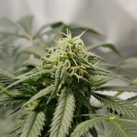 Gina growlog timeline photo