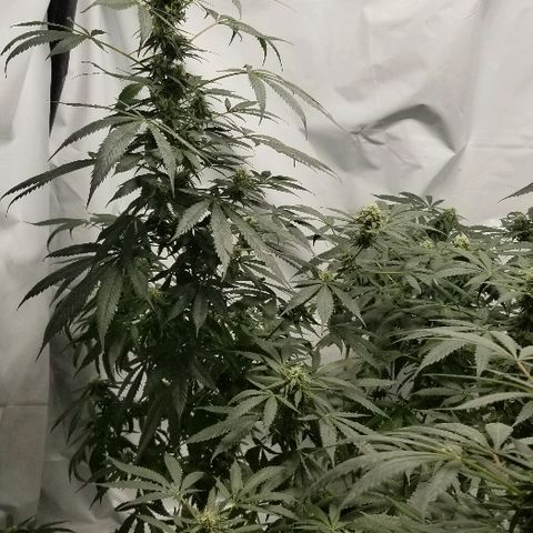 Gina growlog timeline photo