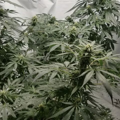 Gina growlog timeline photo