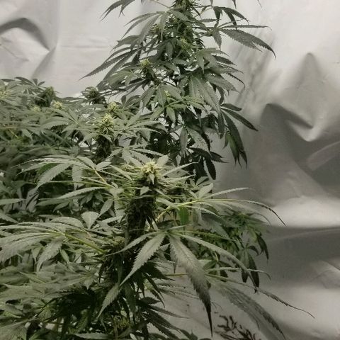 Gina growlog timeline photo
