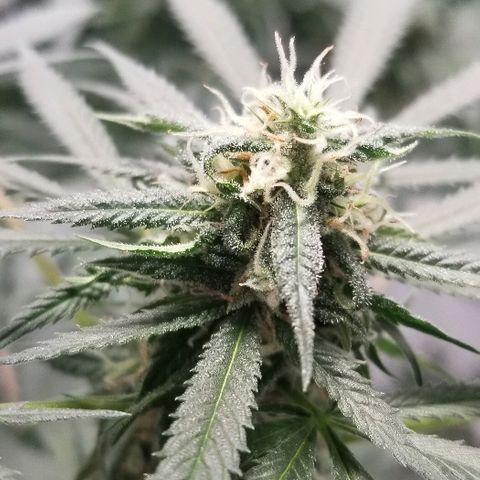 Gina growlog timeline photo
