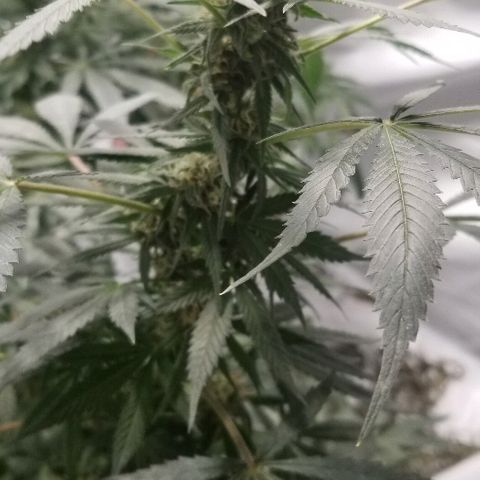 Gina growlog timeline photo