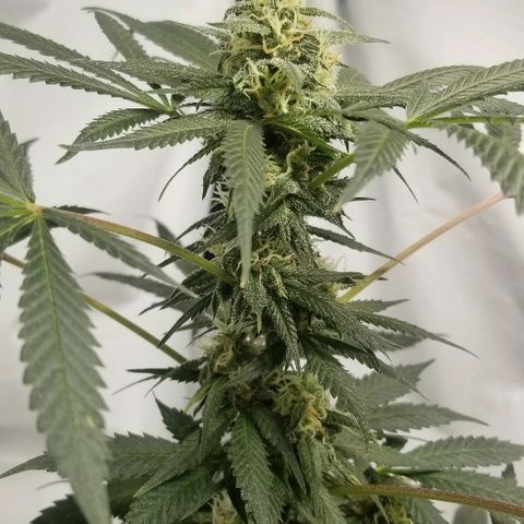 Gina growlog timeline photo