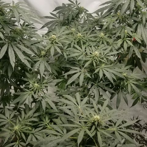 Gina growlog timeline photo