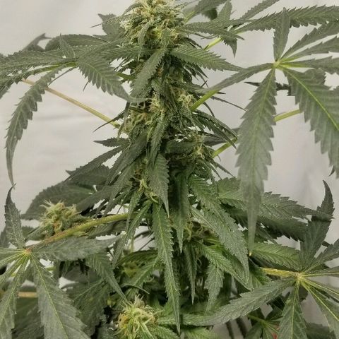 Gina growlog timeline photo