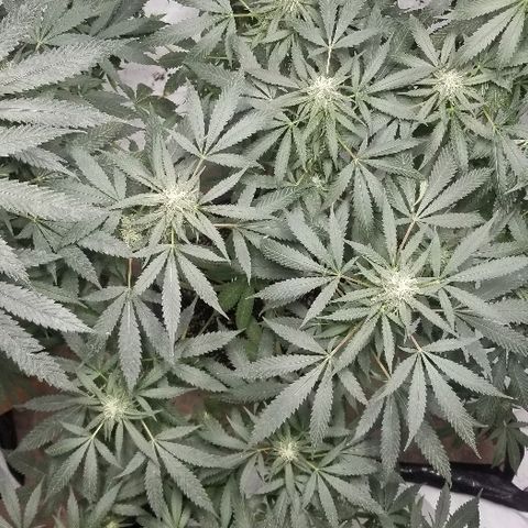 Gina growlog timeline photo
