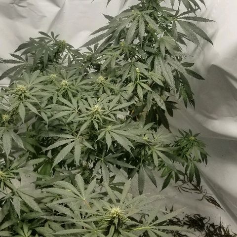 Gina growlog timeline photo