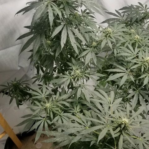 Gina growlog timeline photo