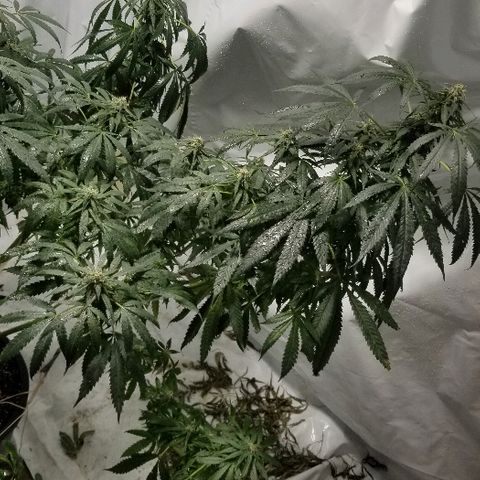 Gina growlog timeline photo