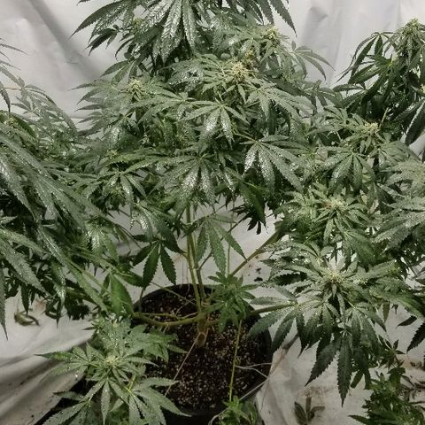 Gina growlog timeline photo