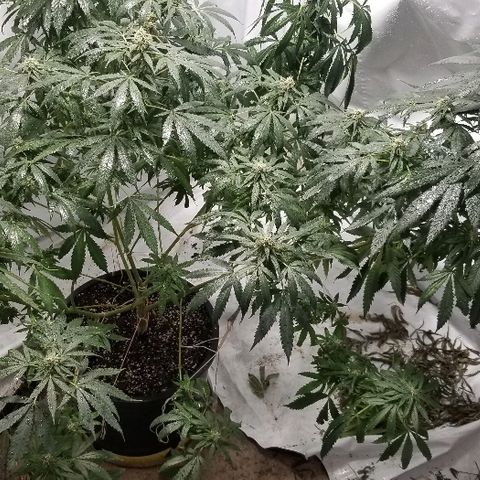 Gina growlog timeline photo