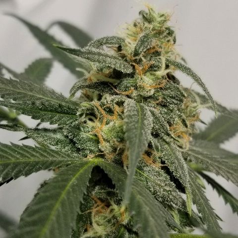 Gina growlog timeline photo