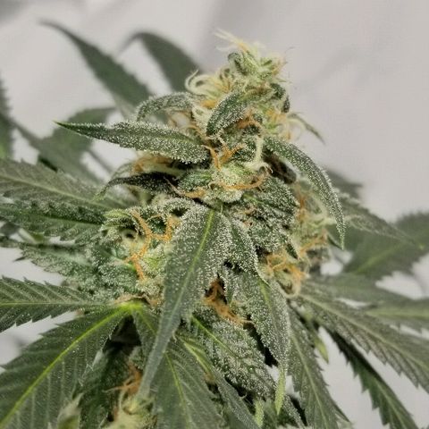Gina growlog timeline photo