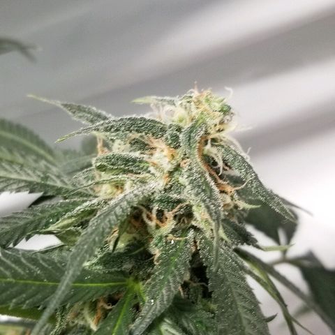 Gina growlog timeline photo