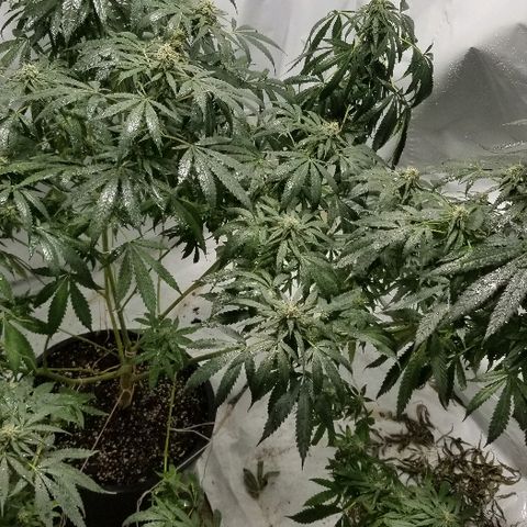 Gina growlog timeline photo