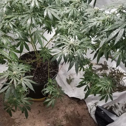Gina growlog timeline photo
