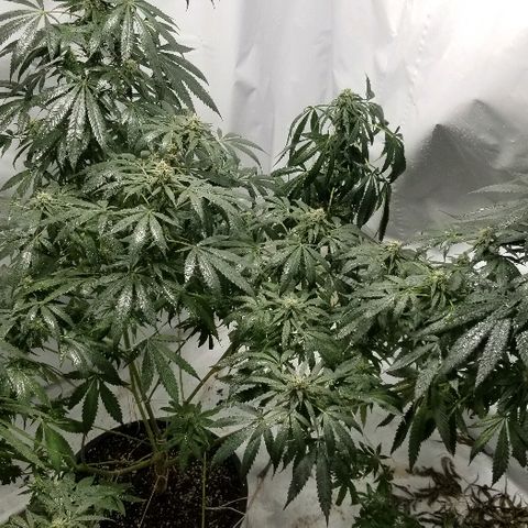 Gina growlog timeline photo