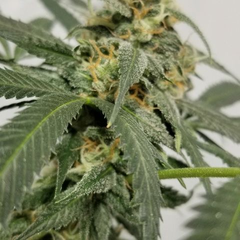 Gina growlog timeline photo