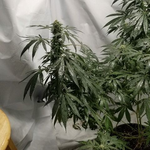 Gina growlog timeline photo