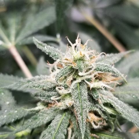 Gina growlog timeline photo