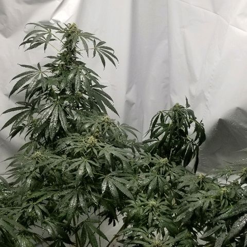 Gina growlog timeline photo
