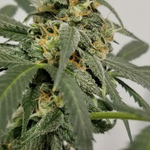 Gina growlog timeline photo