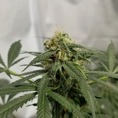 Gina growlog timeline photo