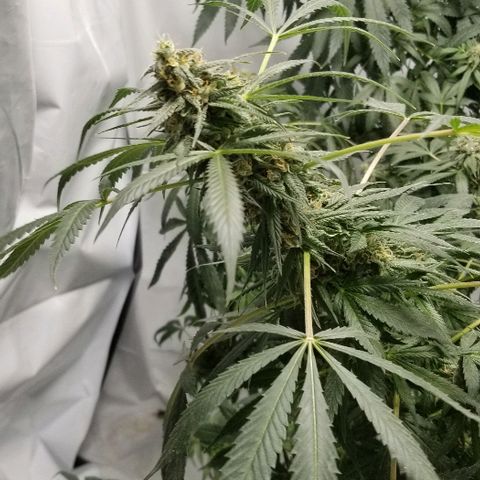 Gina growlog timeline photo