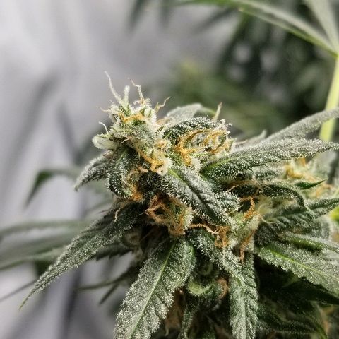 Gina growlog timeline photo