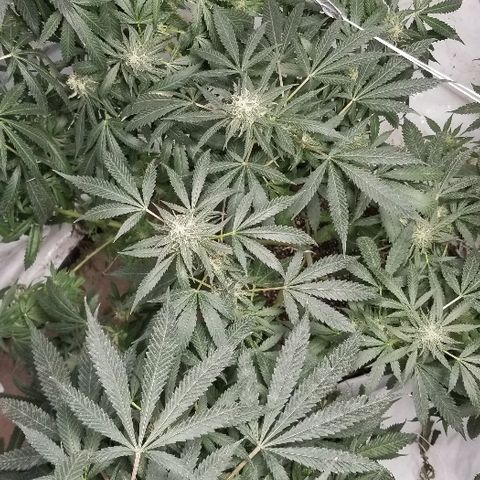 Gina growlog timeline photo