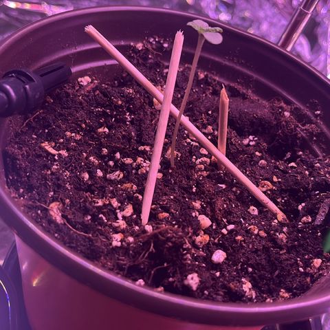 Purple Punch Automatic growlog timeline photo
