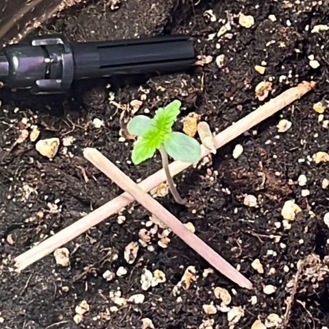 Purple Punch Automatic growlog timeline photo