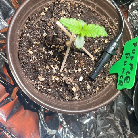 Purple Punch Automatic growlog timeline photo