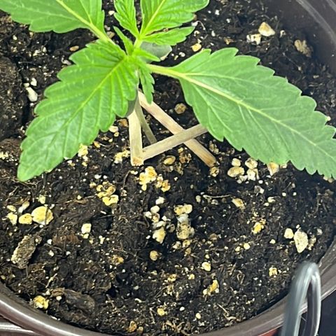 Purple Punch Automatic growlog timeline photo