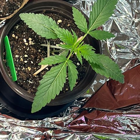 Purple Punch Automatic growlog timeline photo