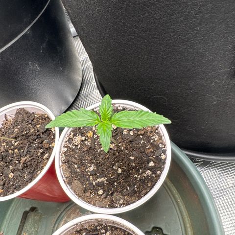 Dairy aisle  growlog photo: Growing quick it’s bigger than the blue gorilla 