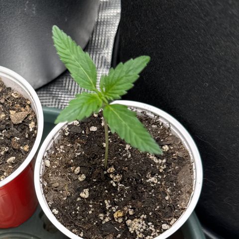 Dairy aisle  growlog timeline photo