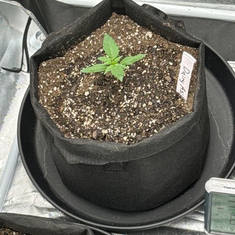 Dairy aisle  growlog timeline photo