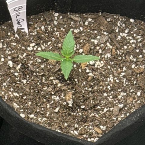 Blue gorilla  growlog timeline photo