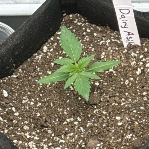 Dairy aisle  growlog timeline photo
