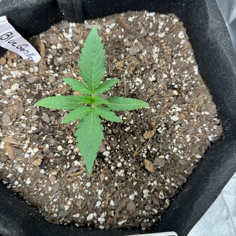 Blue gorilla  growlog timeline photo