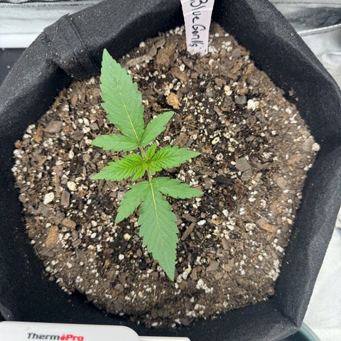 Blue gorilla  growlog timeline photo
