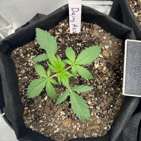 Dairy aisle  growlog timeline photo
